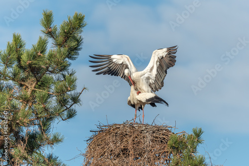 White stork couple (Ciconia ciconia) mating on their nest in a village.