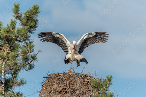 White stork couple (Ciconia ciconia) mating on their nest in a village.