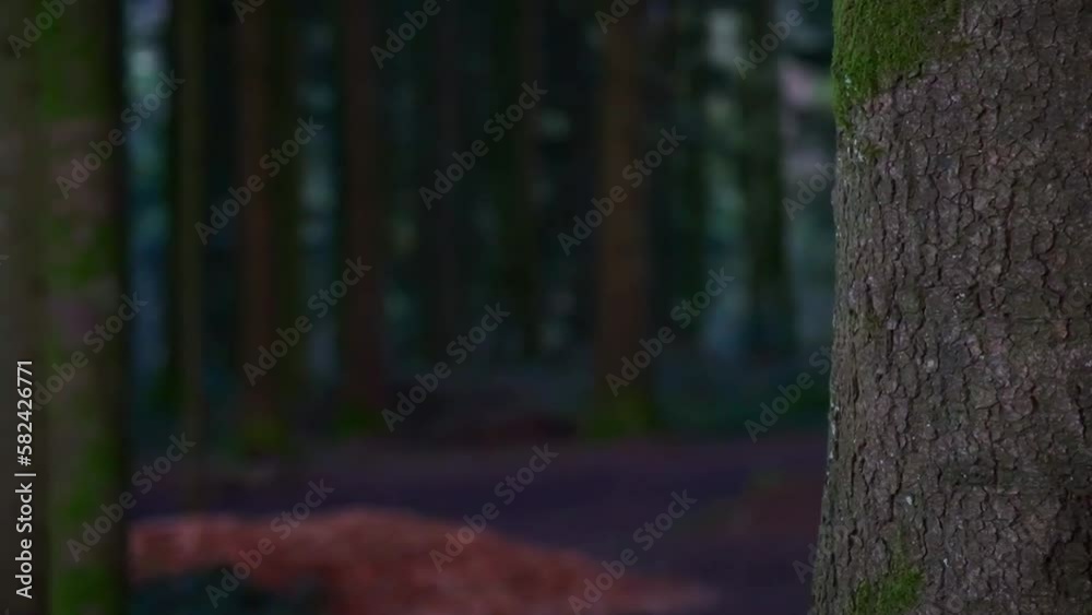 Spazieren im Wald bei schönem Licht Spazieren im Wald bei schönem Licht