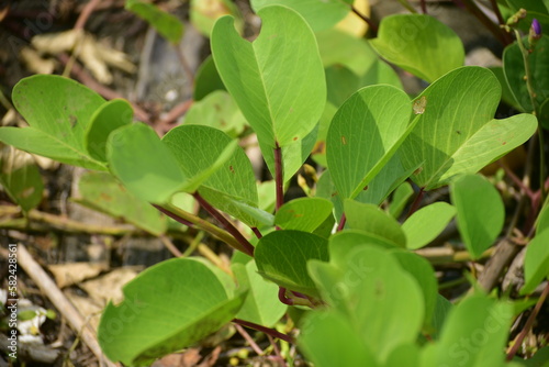 Ipomoea pes caprae, also known as bayhops, beach morning glory or goat's foot, is a common pantropical creeping vine belonging to the family Convolvulaceae.