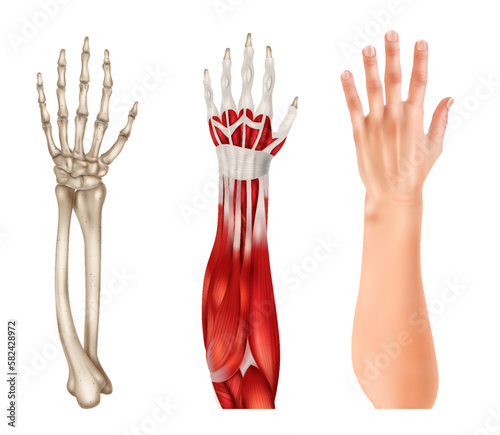 Hand Anatomy Realistic Set