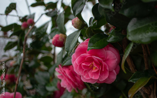 roses in garden