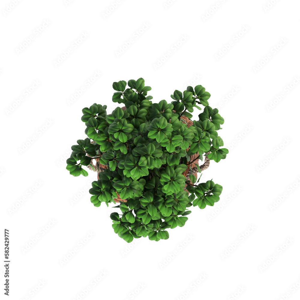 Obraz premium decorative flowers and plants for the interior, top view, isolated on transparent background, 3D illustration, cg render