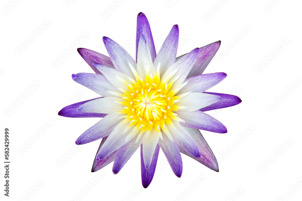 Close up of blooming purple lotus flower with isolated on transparent background