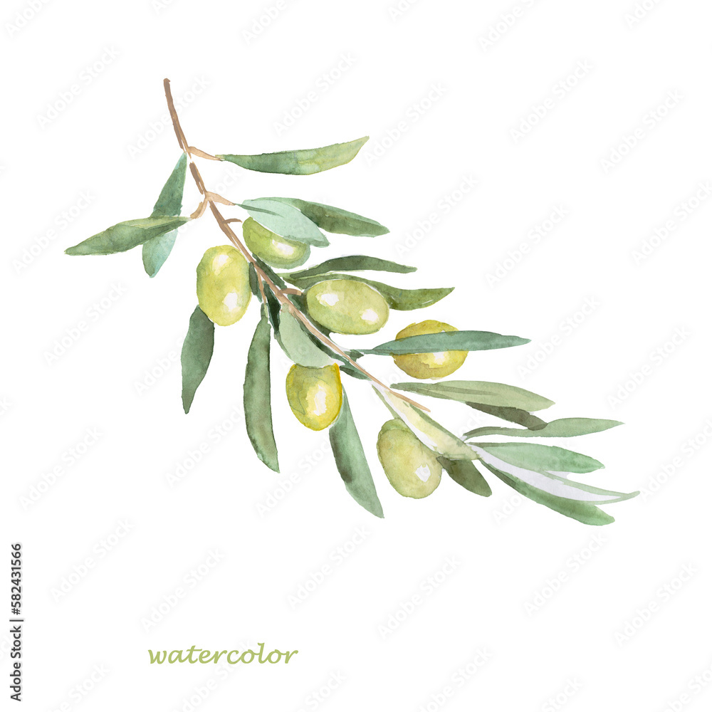 Olive , olive tree, green olives, olive branch, watercolor illustration, vegetarian food Olive , olive tree, green olives, olive branch, watercolor illustration, vegetarian food