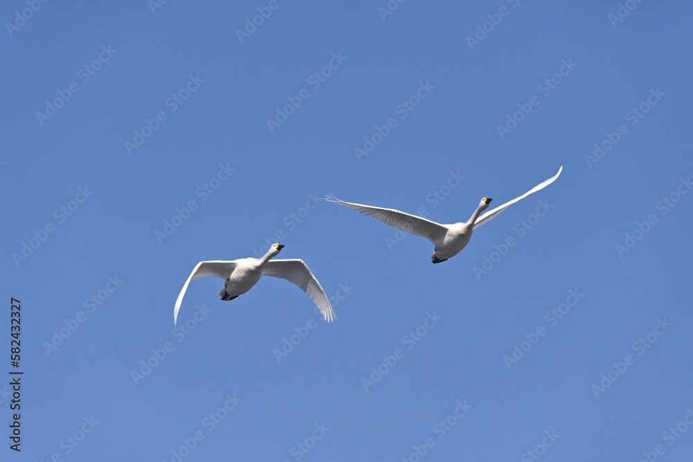 Obraz premium 白鳥の飛翔