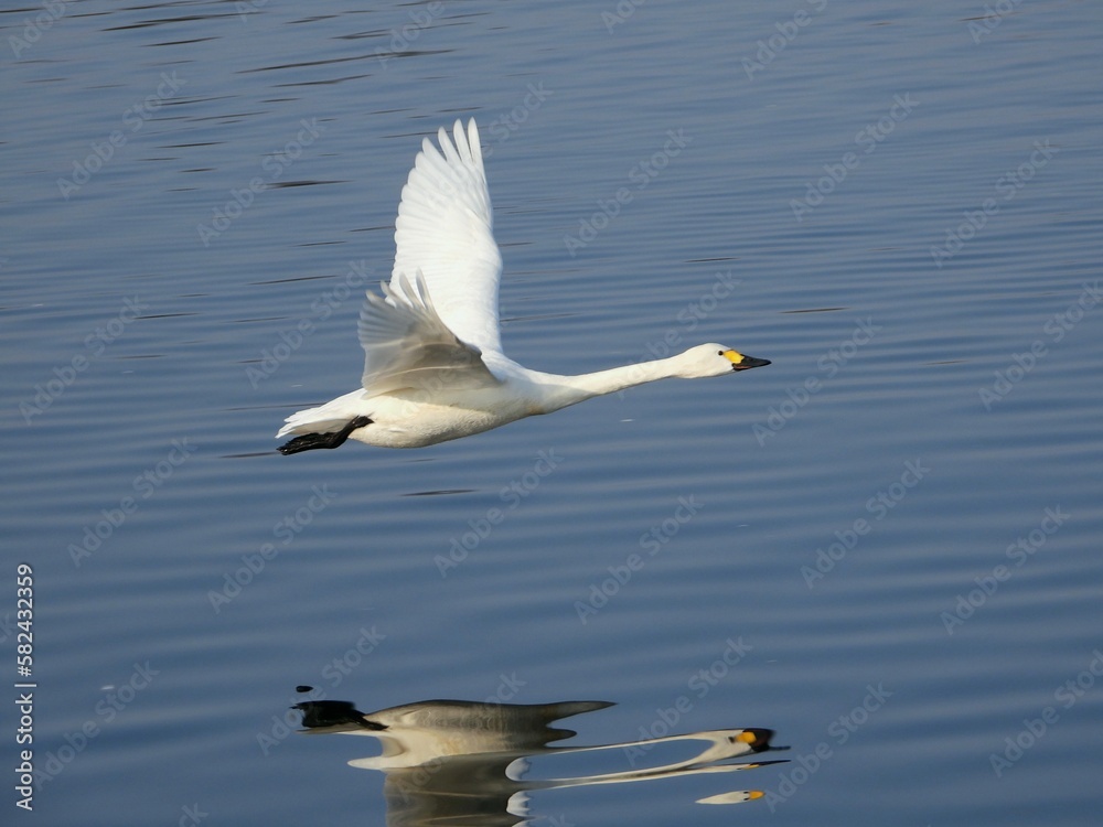 白鳥の飛翔 白鳥の飛翔