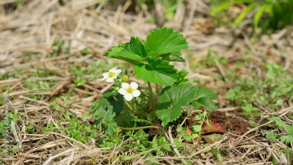 白く可愛いイチゴの花びら
