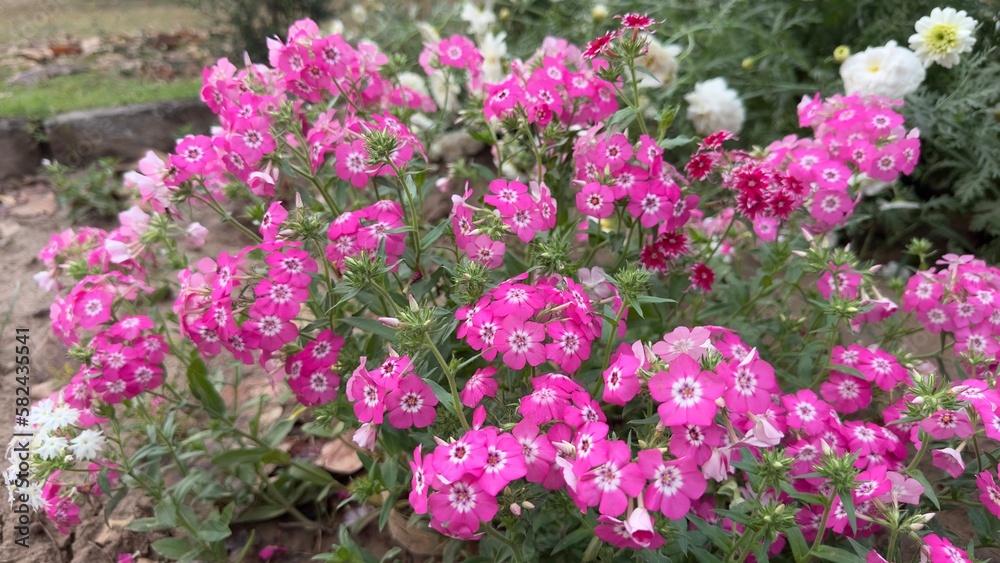 Pink and white flowers Pink and white flowers