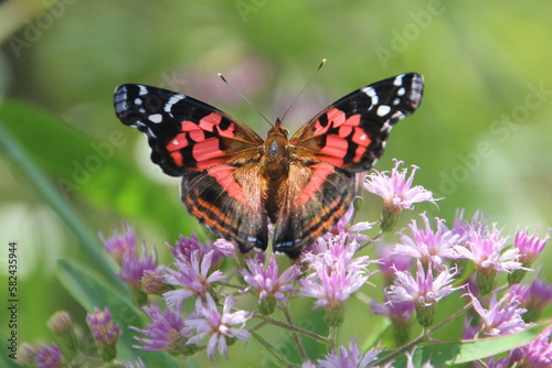 inseto borboleta – rhopalocera photo
