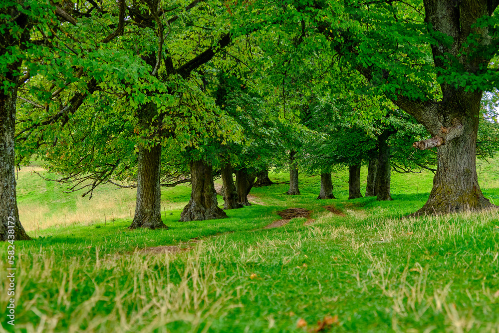 Obraz premium Baum Allee mit Grasweg grün
