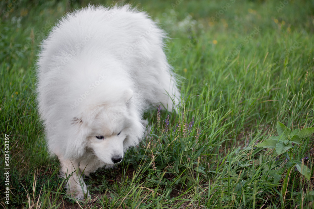 White, funny fluffy Samoyed dog in nature in green grass. Traveling with pets. Walking, care of large dogs. The dog runs through the forest in the countryside. Copy space