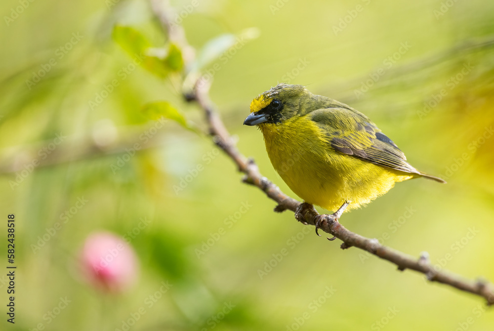 Yellow-throated Euphonia - Euphonia hirundinacea, beautiful yelow and black perching bird from Latin America forests and woodlands, Volcán, Panama.