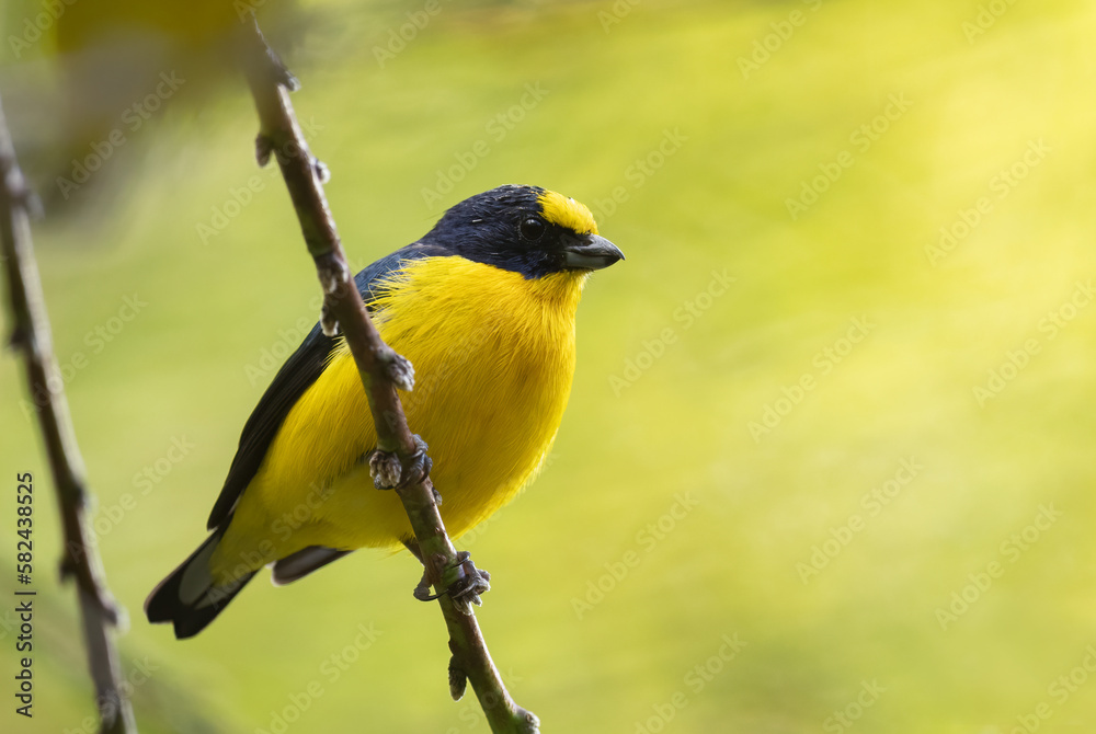 Fototapeta premium Yellow-throated Euphonia - Euphonia hirundinacea, beautiful yelow and black perching bird from Latin America forests and woodlands, Volcán, Panama.