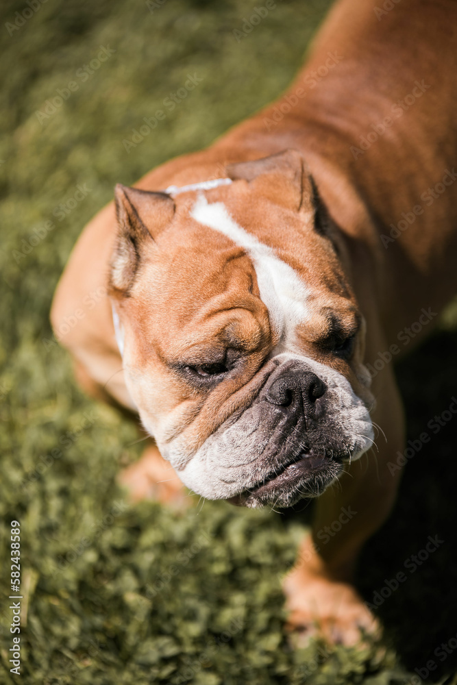vertical portrait of english bulldog in sunny field 