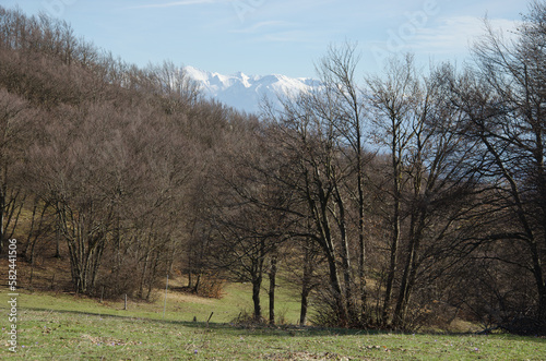 View of forest in the winter season, Marche region, Italy
