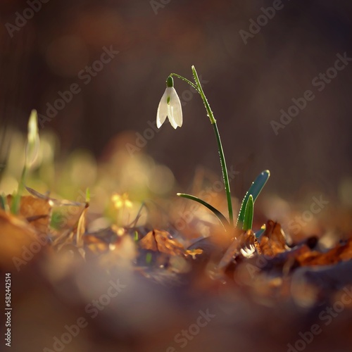 Spring colorful background with flower - plant. Beautiful nature in spring time. Snowdrop  Galanthus nivalis .
