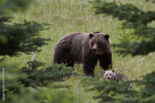 Femelle grizzli avec son jeune ourson brouttant de l'herbe dans l'ouest canadien