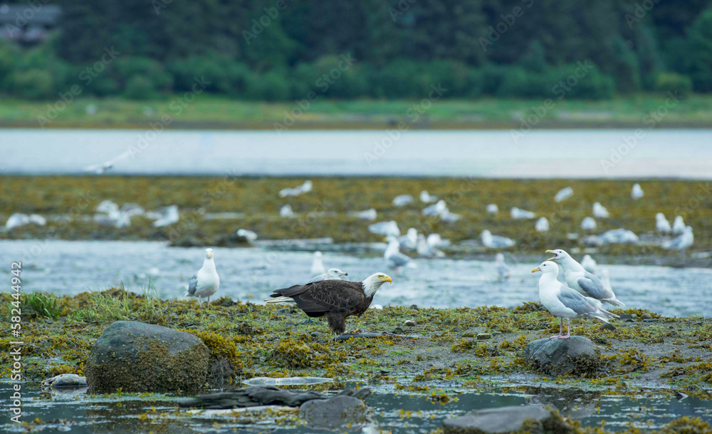 Obraz premium Eagles and seagulls feast on the river. Schools of salmon swim back to spawn. ExplorinThe Life Cycle of Salmon and Their Predators in Alaska. USA., 2017