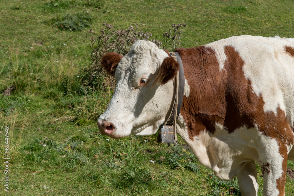 Grazing cows Val Venosta, South Tyrol Italy Grazing cows Val Venosta, South Tyrol Italy
