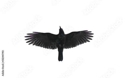 American crow - Corvus brachyrhynchos - flying overhead viewed from below. Wing spread, isolated cutout on white background © Chase D’Animulls