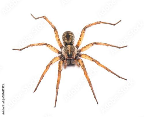 Carolina wolf spider - Hogna carolinensis - facing camera, extreme detail throughout, isolated cutout on white background, dorsal view from front and above