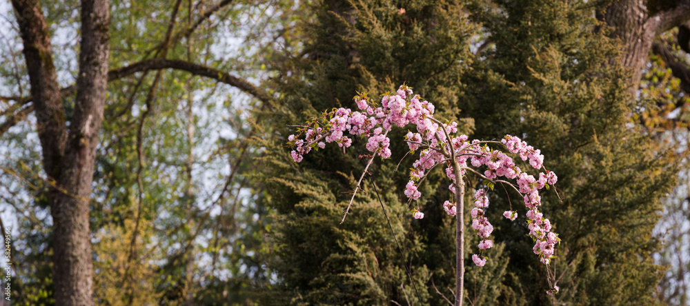 Obraz premium A new drooping sakura tree with pink flowers on a background of garden trees.