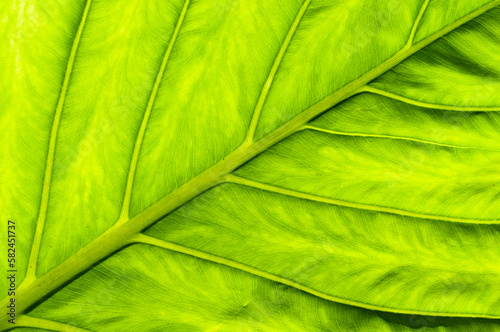 Vibrant Green Close-Up of A Tropical Colomo Elegant Leaf in Mexico. Background green plant