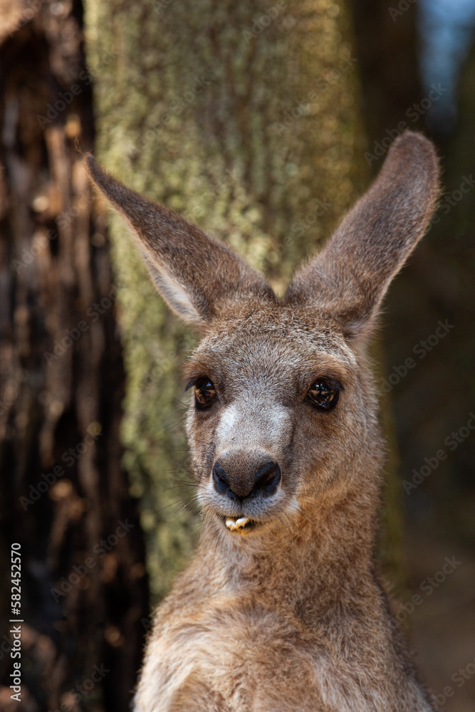 Portrait of a kangaroo with bad teeth  in Australia