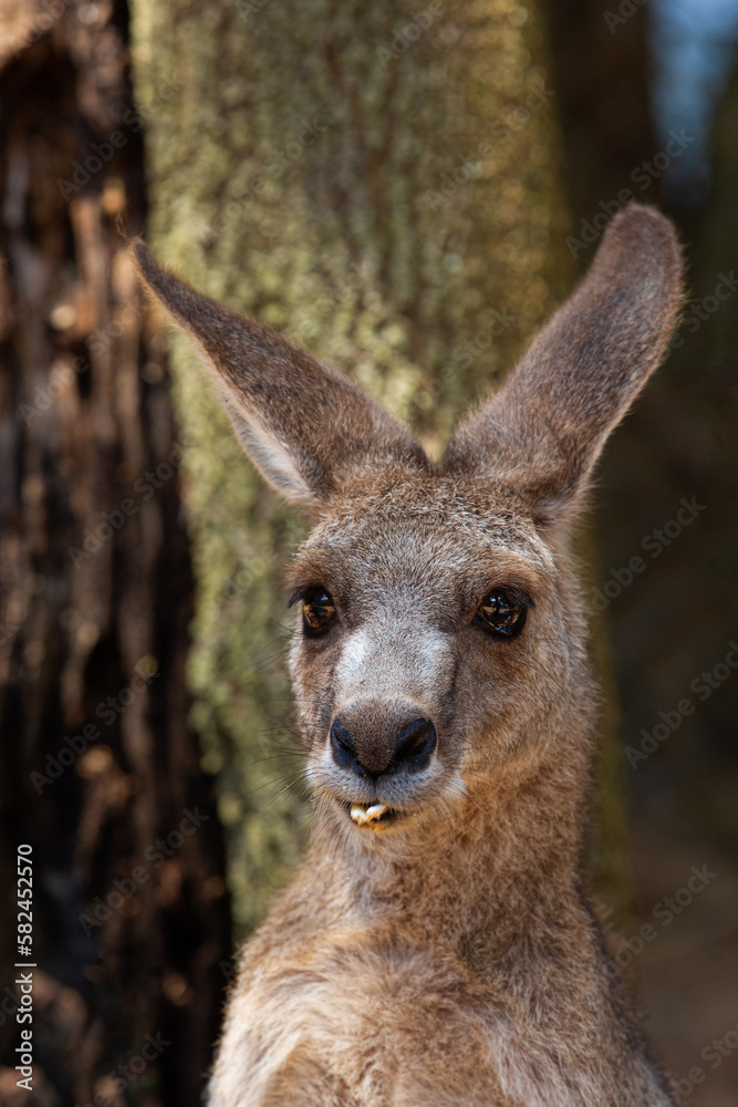 Portrait of a kangaroo with bad teeth in Australia Portrait of a kangaroo with bad teeth in Australia