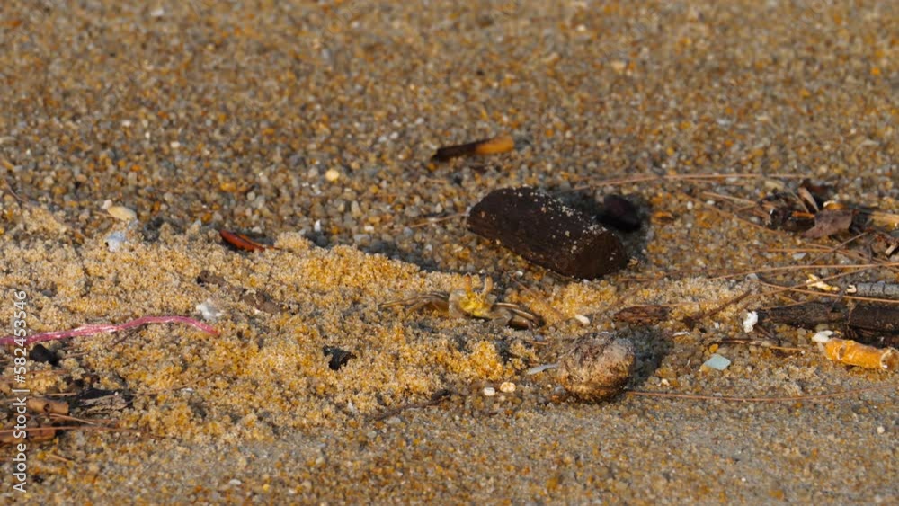 A small crab crawls into the sand, hides in a hole. Tropical animal world. A small crab crawls into the sand, hides in a hole. Tropical animal world.