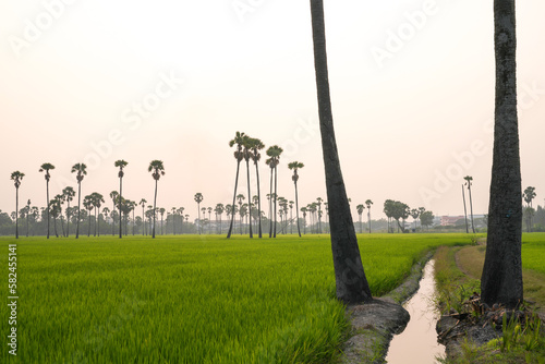 Picture of the view of many sugar palm trees in the middle of the green rice fields. at Sam Khok District Pathum Thani Province  Thailand  taken on March 9  2023.