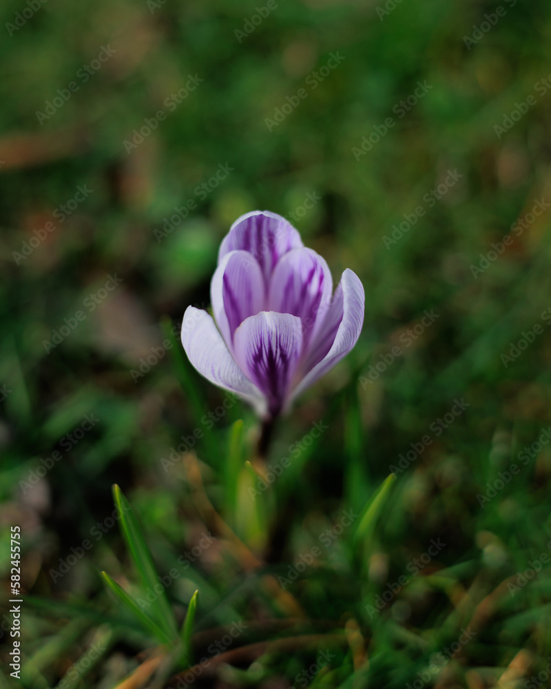 purple crocus flower in spring, close up flower, beautiful spring flower, purple-white flower on the green grass, colorful flower purple crocus flower in spring, close up flower, beautiful spring flower, purple-white flower on the green grass, colorful flower
