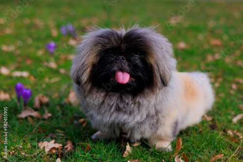 puppy in grass, smiling dog outside, tongue out dog, fluffy cute puppy, pekingese on the field, happy dog, sitting dog 