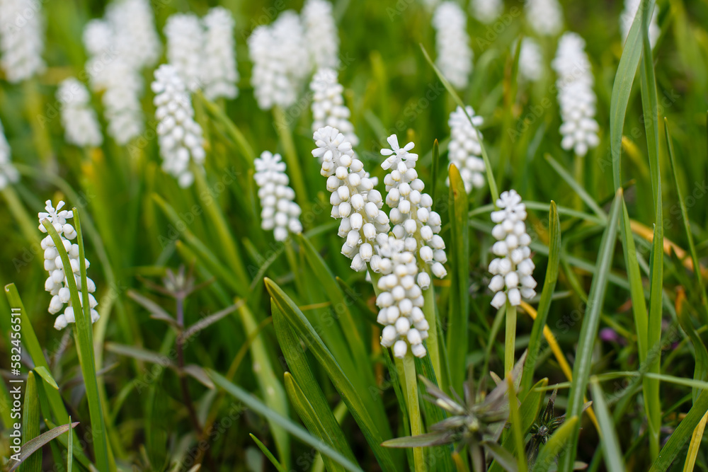White flowers of Muscari botryoides in spring garden