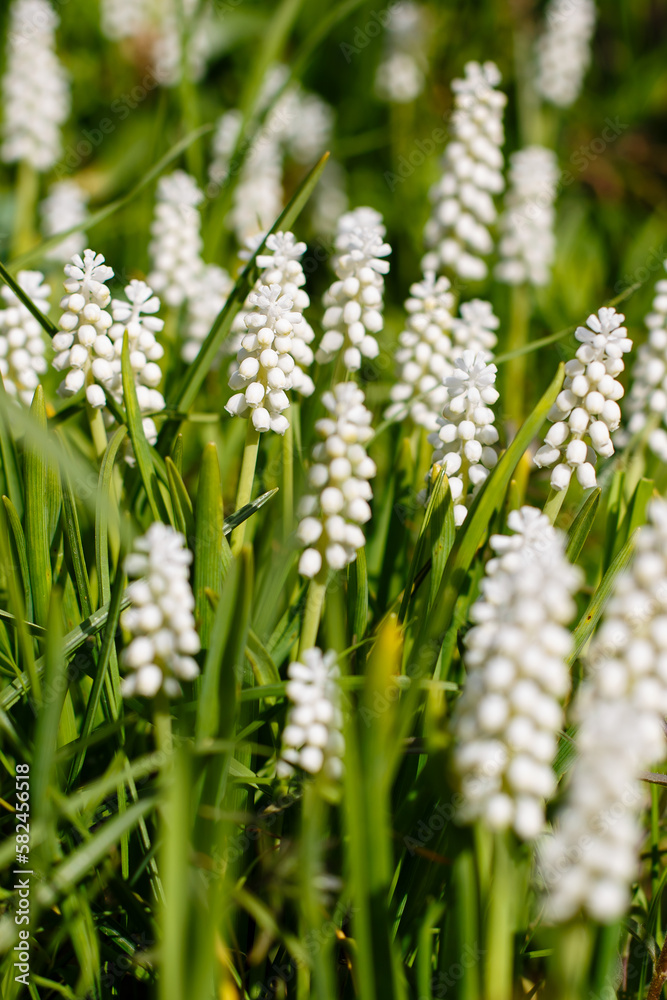 White flowers of Muscari botryoides in spring garden White flowers of Muscari botryoides in spring garden