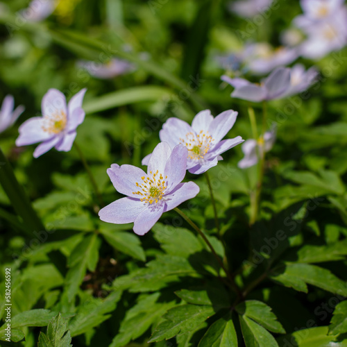 Blue flowers of Anemone caerulea in spring time