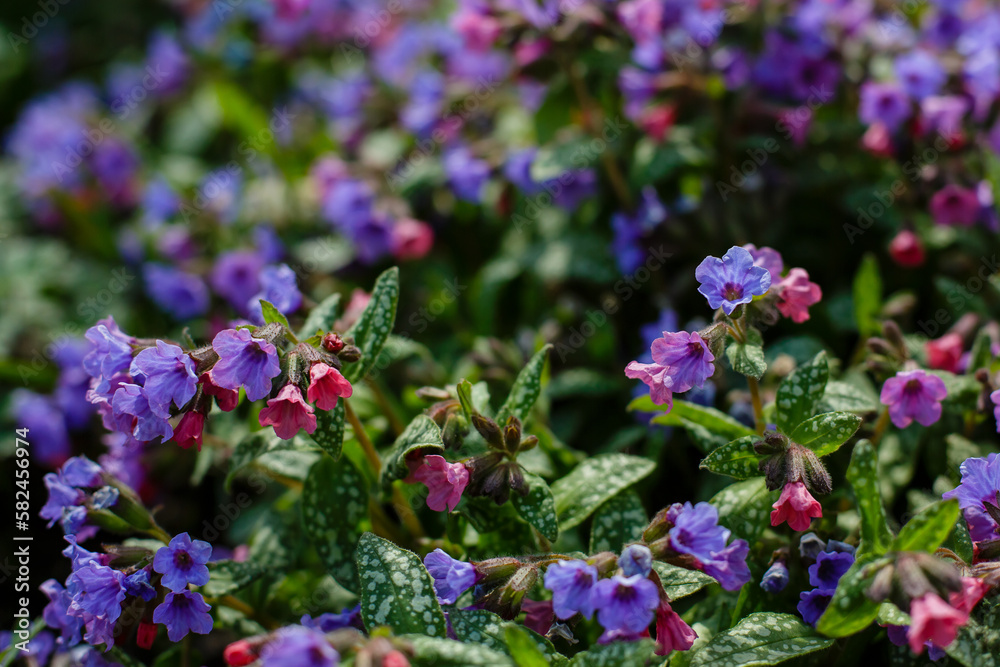 Obraz premium Obscure Lungwort ( lat. Pulmonaria obscura ) is a genus of low perennial herbaceous plants of the Borage family