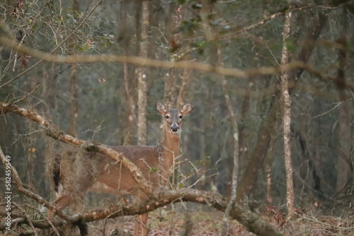 Deer on Bolan Bluff Paynes Prairie Preserve State Park Micanopy Gainesville FL photo