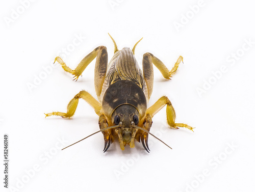 Southern mole cricket - Scapteriscus or Neoscapteriscus borellii - front face and claw view facing camera, isolated on white background