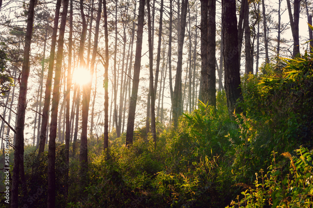Obraz premium sunset at pine forest on mountain