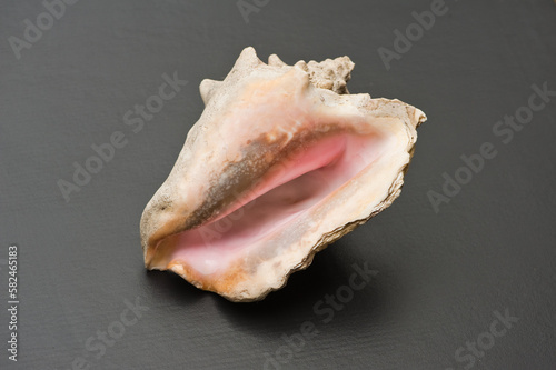 conch shell on slate still life