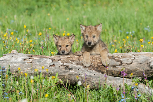Timber wolf cubs at den