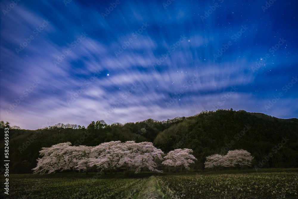 桜と夜空