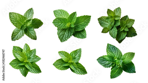 A bunch of mint leaves on a white background, Generative Al photo