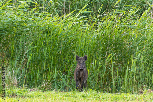 Quadro su tela Wildschwein vor Schilf.