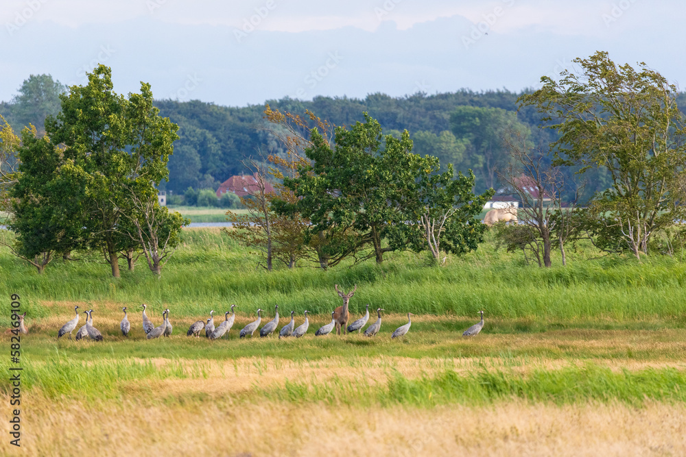 Landschaftsidyll mit Kranichen und Hirschen. Landschaftsidyll mit Kranichen und Hirschen.