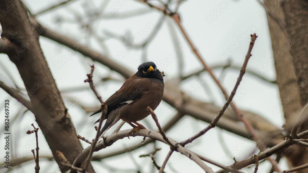 Birds of Kazakhstan in the City of Almaty Birds of Kazakhstan in the City of Almaty