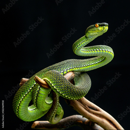 Green viper snake in close up
 photo