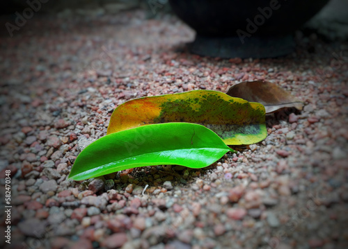 Photography This powerful image uses the changing colors of leaves to symbolize the stages of human life: birth, middle age, and death